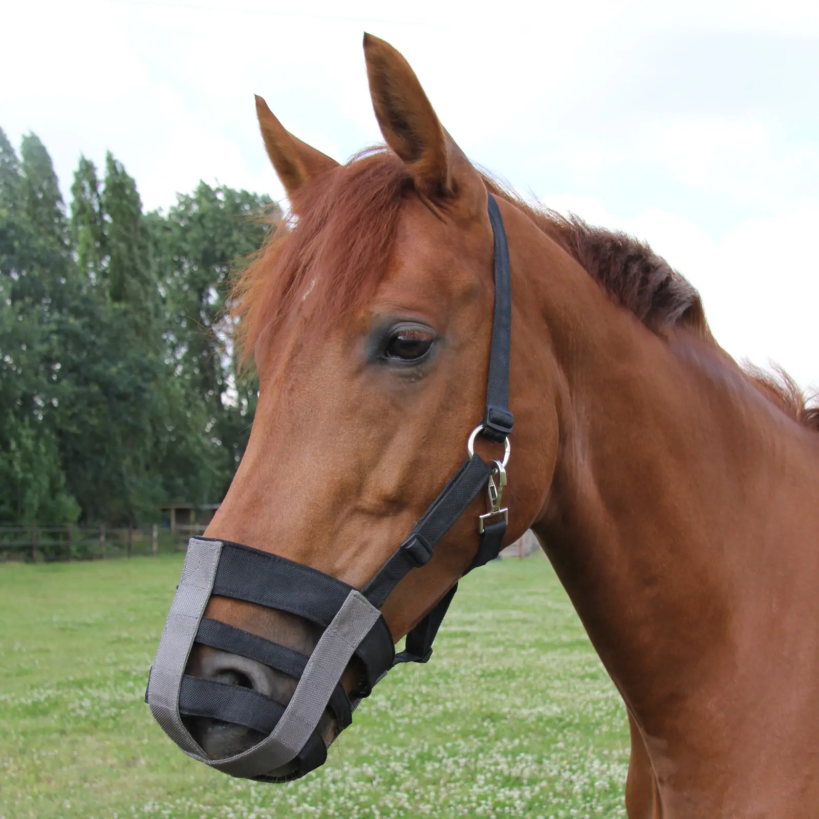 Waldhausen Textil Maulkorb, Pony, schwarz