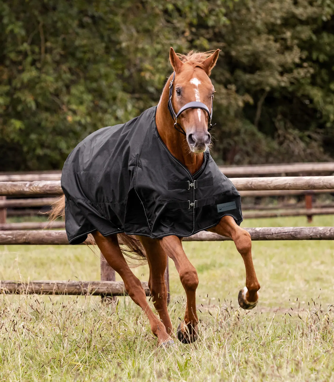 NORDIC Turnout Rug, 200 g