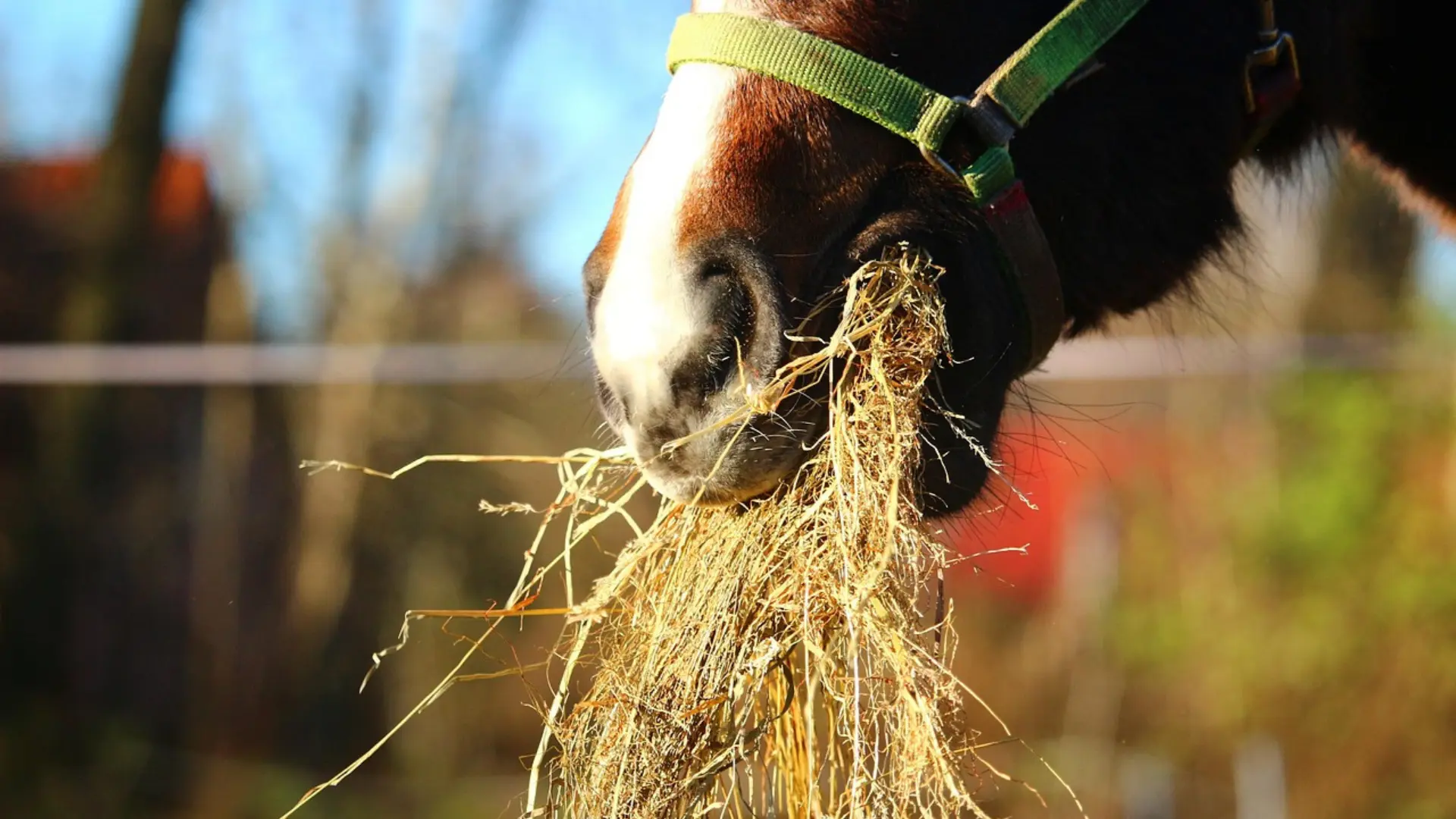 Pferd frisst Heu vor dem Weidegang – Raufutter als Vorbereitung beim Pferde anweiden.