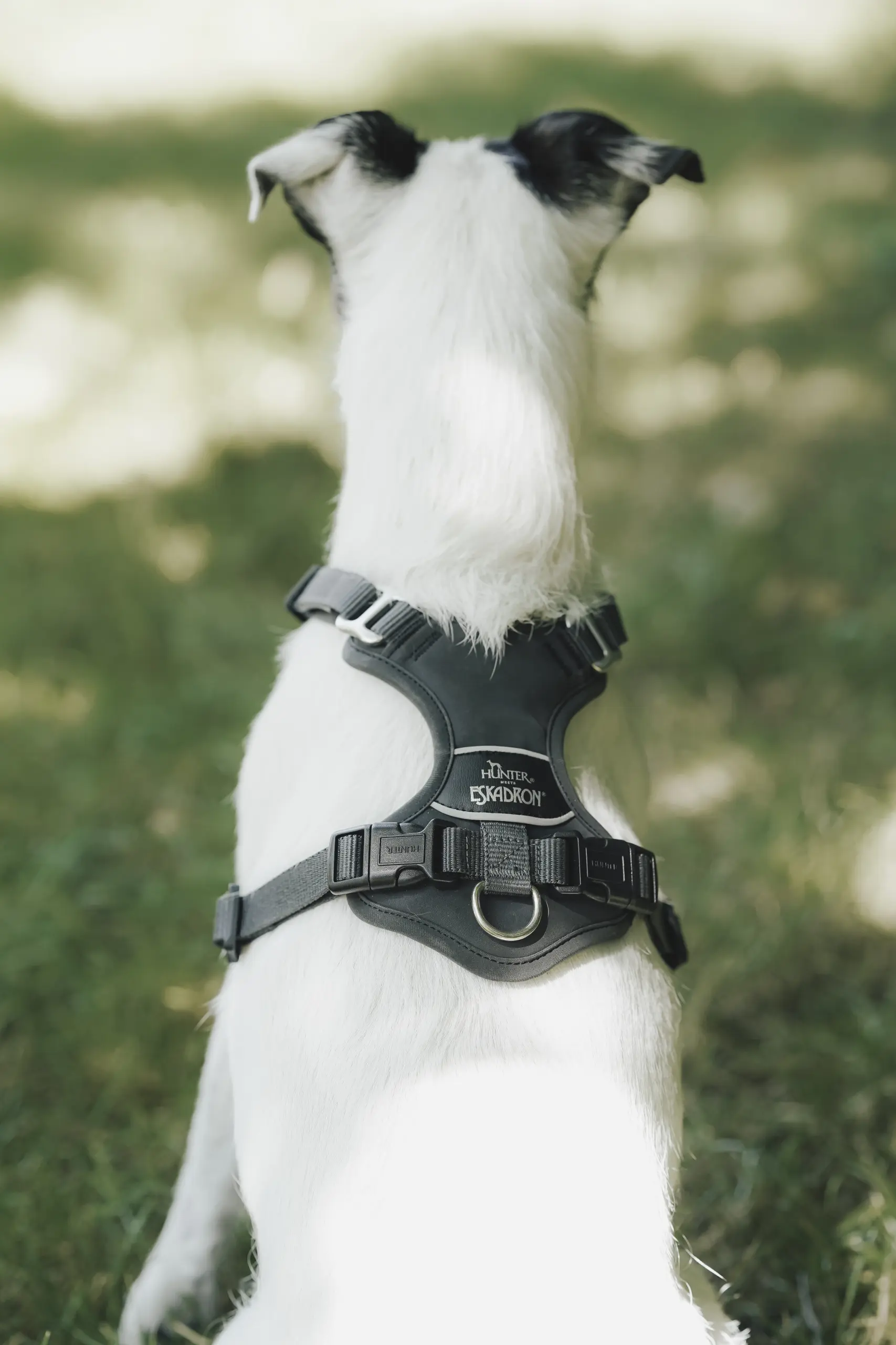Dog harness MOTION