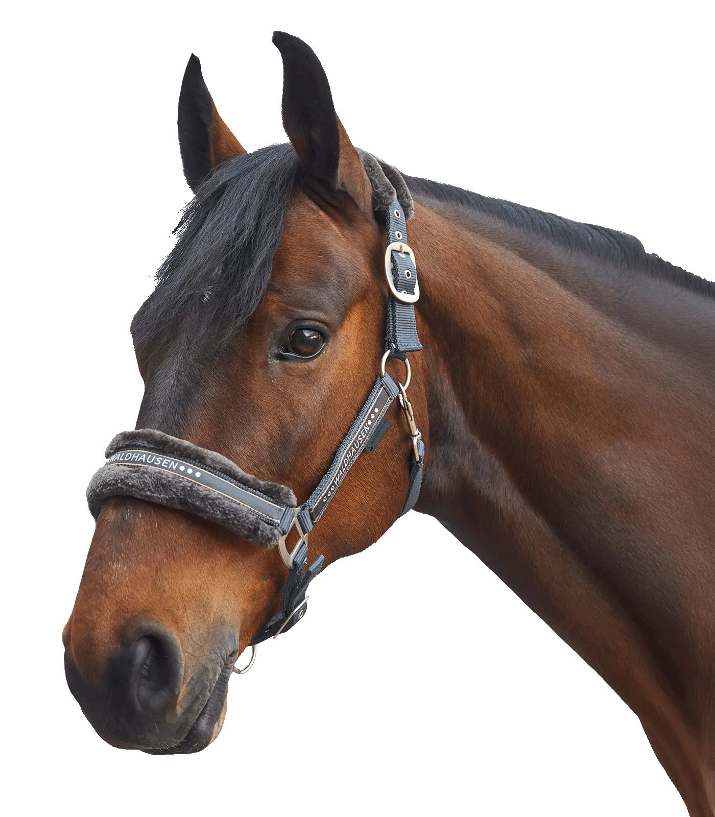 Halfter ELEGANT