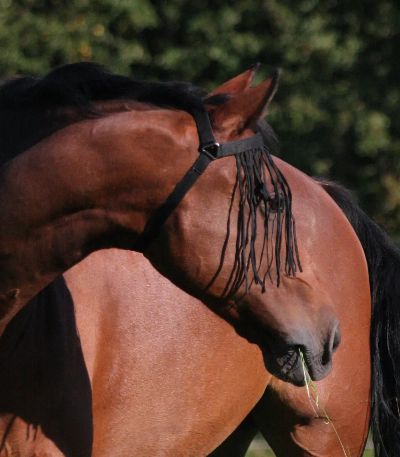 Fly Fringe with head part