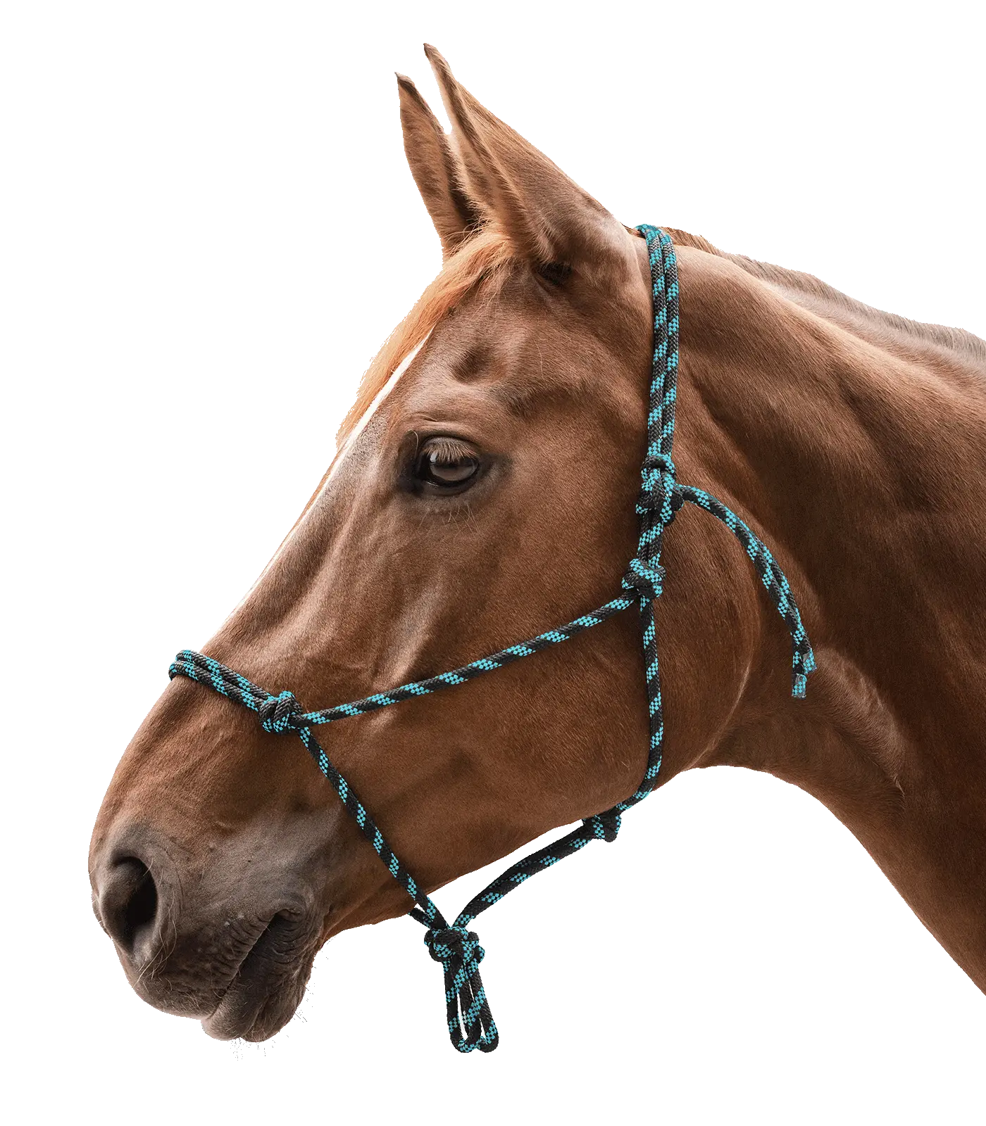 Knotted Halter
