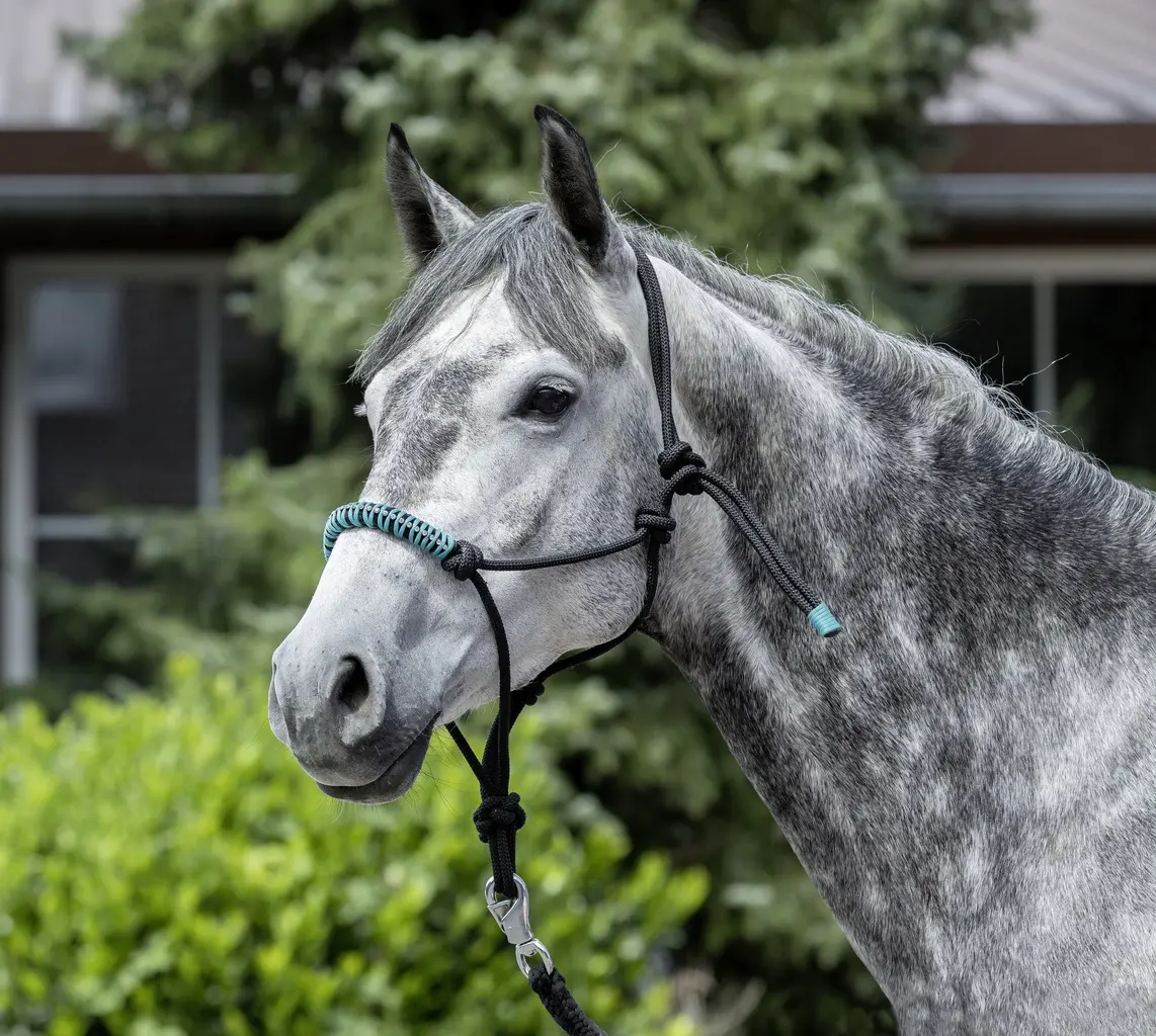 USG Knotted Rope Halter with rhinestones