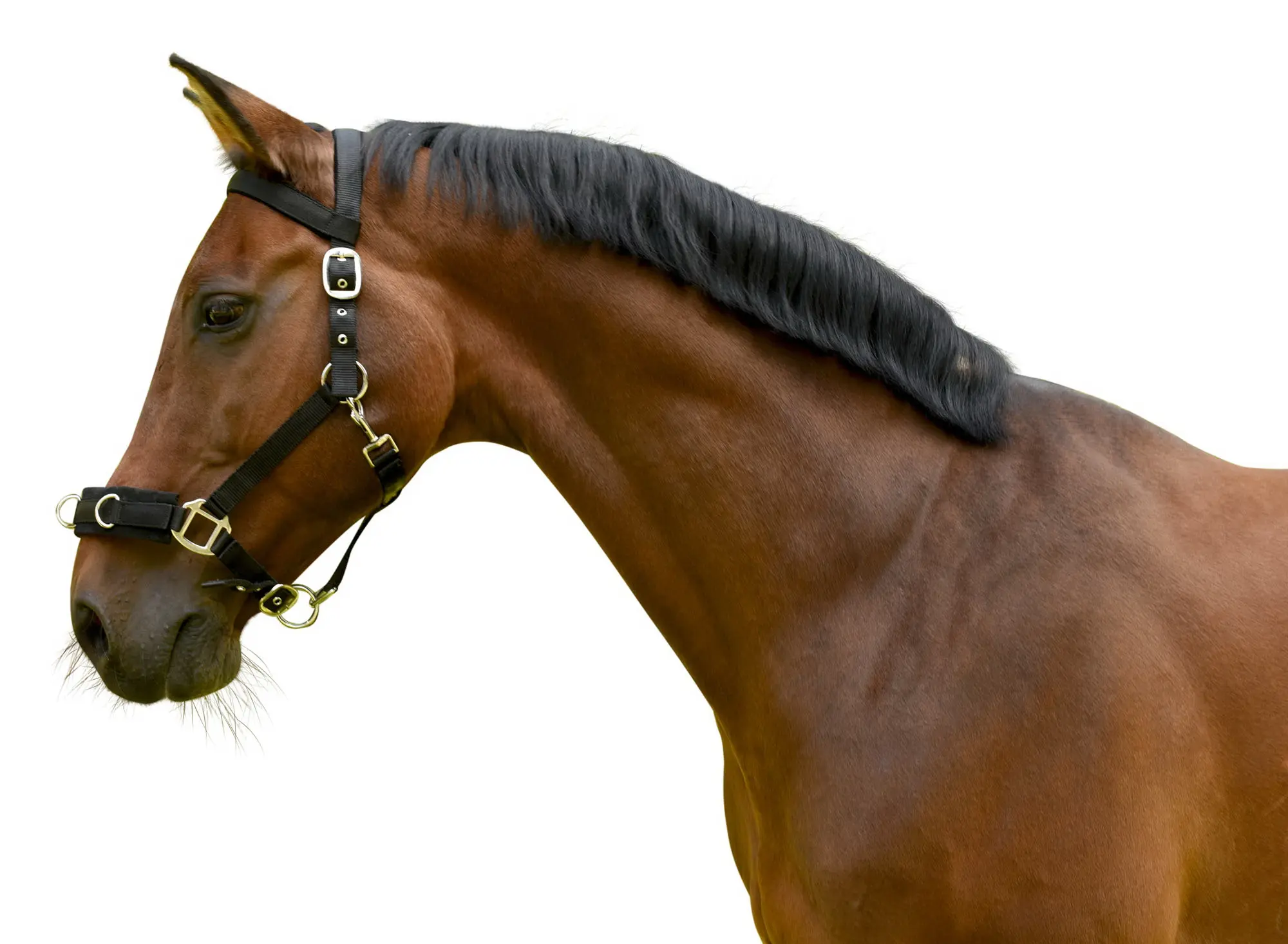 Lunge halter, black, Cob