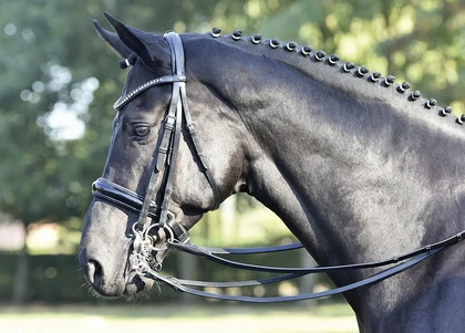 BUSSE Double Bridle LUXURY