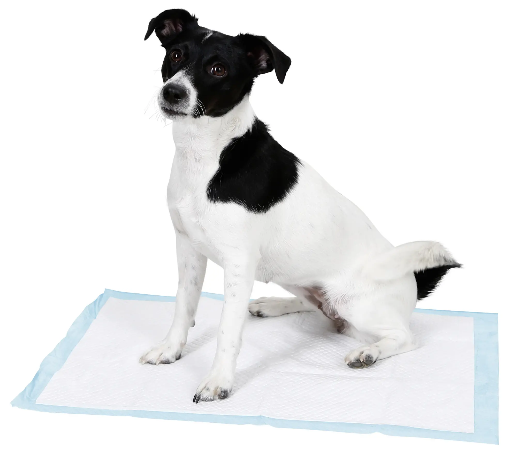 Trainingspad 60x45cm für Welpentoilette