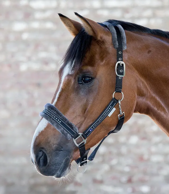 Halfter ELEGANT