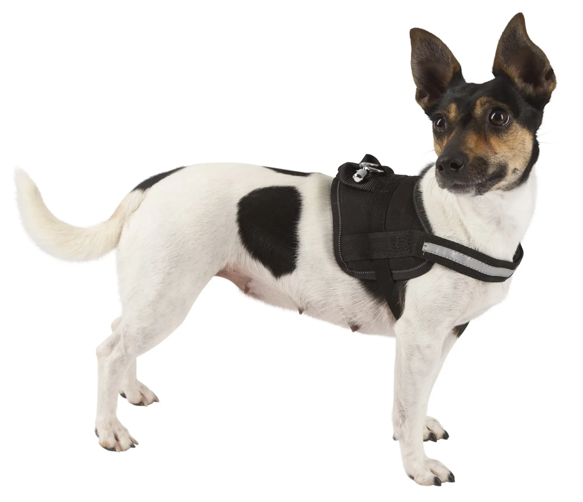 Harness Maestro 1.0, black, 15mmx30-38cm,with ident. Tube