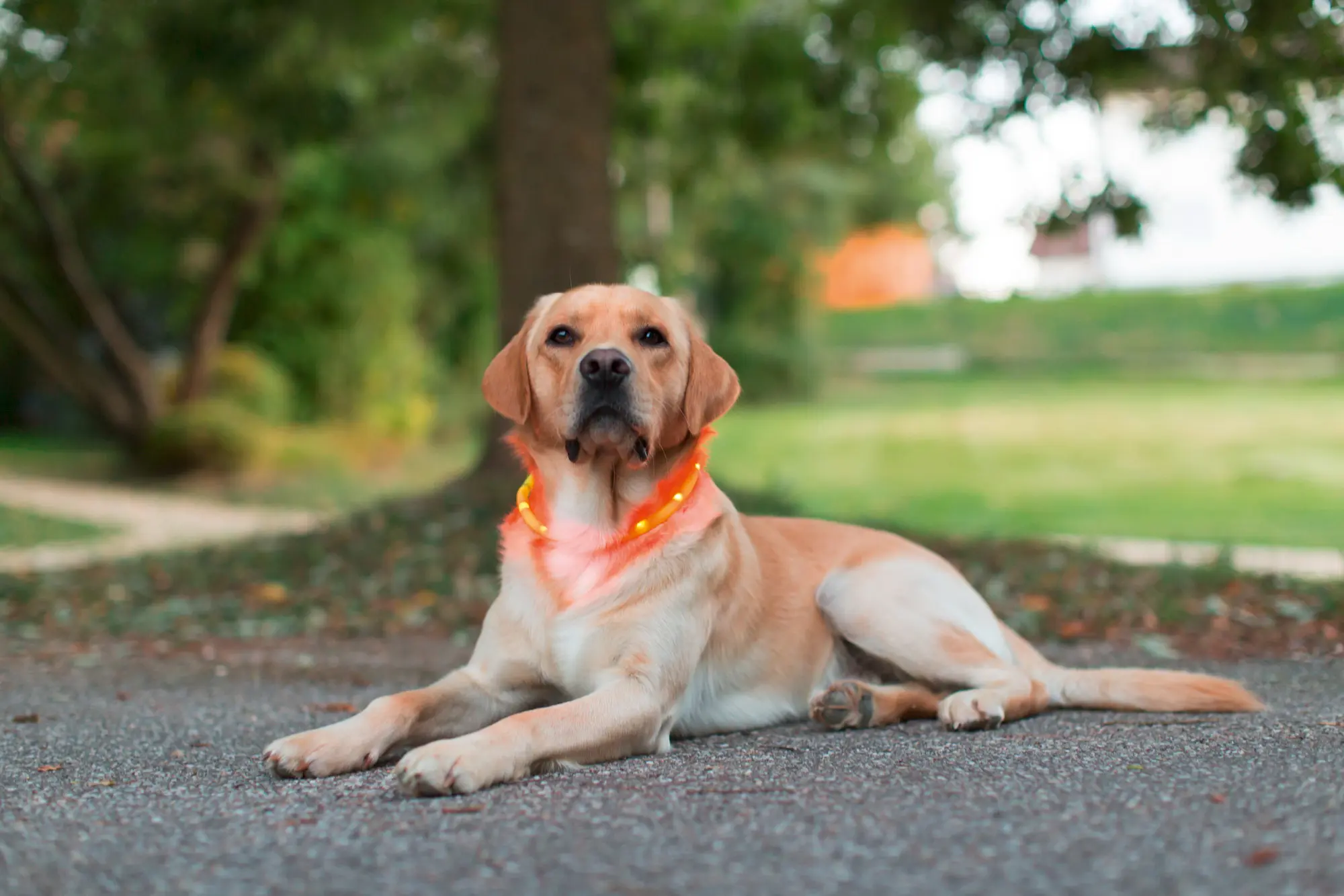 Maxi Safe LED Collar