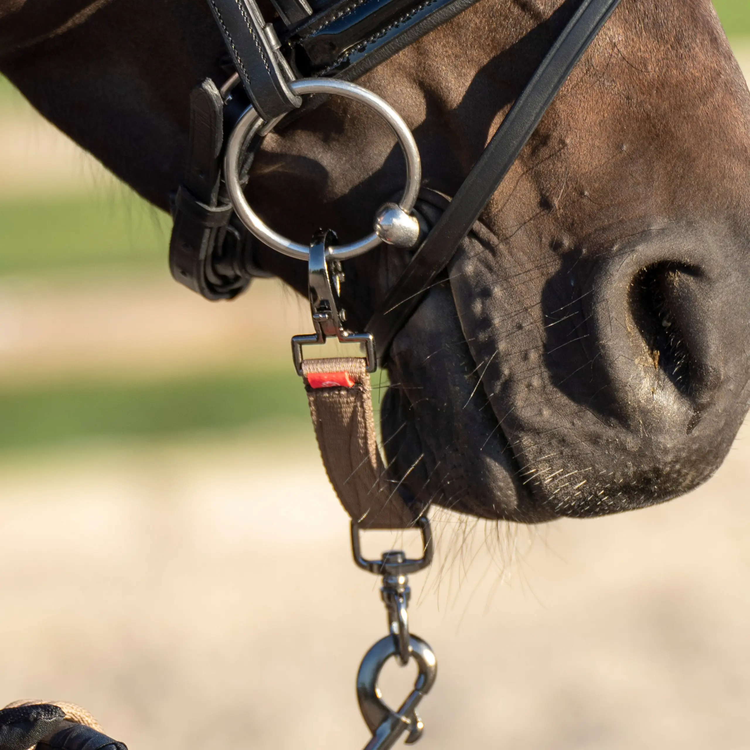 Lunging bit strap IRH Summer 2026