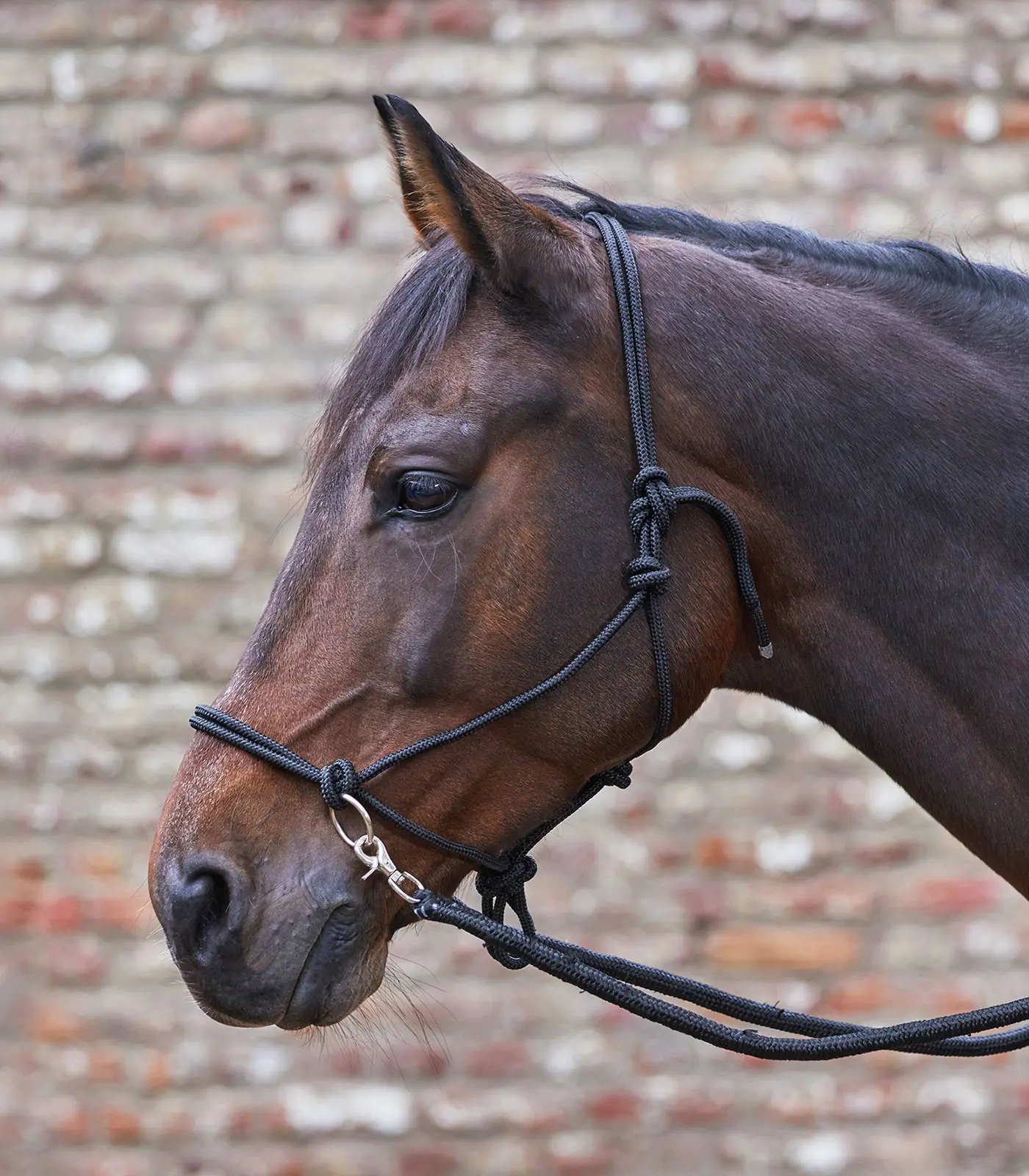 Knotted Halter with reins