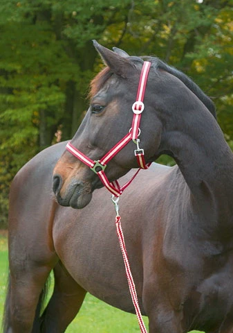 Halfter Hippo