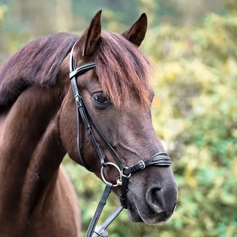 KAVALKADE Bridle LEVANA with padded drop noseband