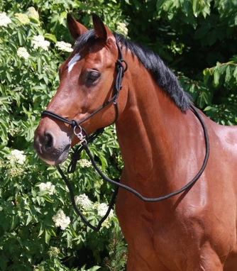 Knotted Halter with reins