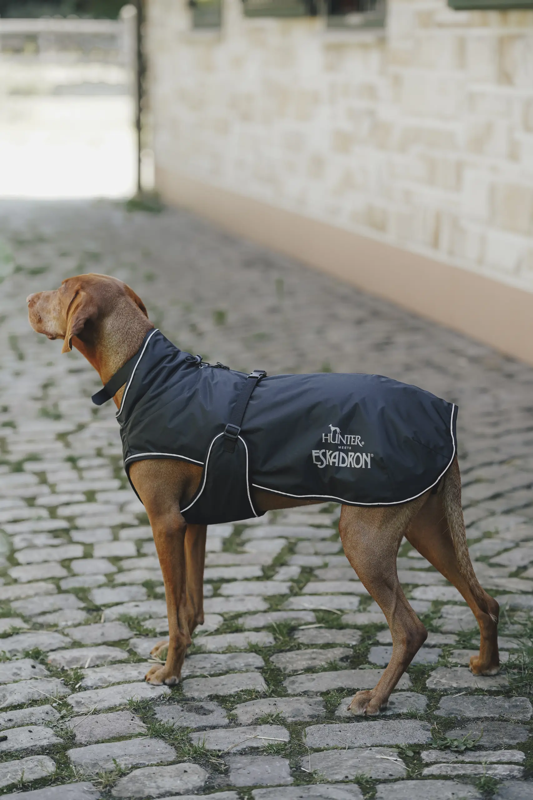 Hunde Wintermantel VARIO