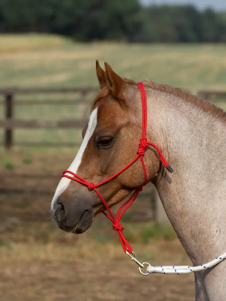 BUSSE Rope Halter SMOOTH II