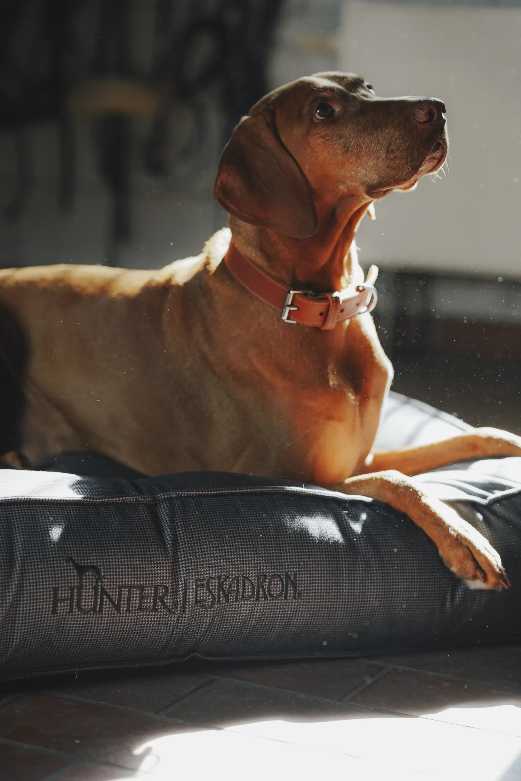 Hundebett CHESTER
