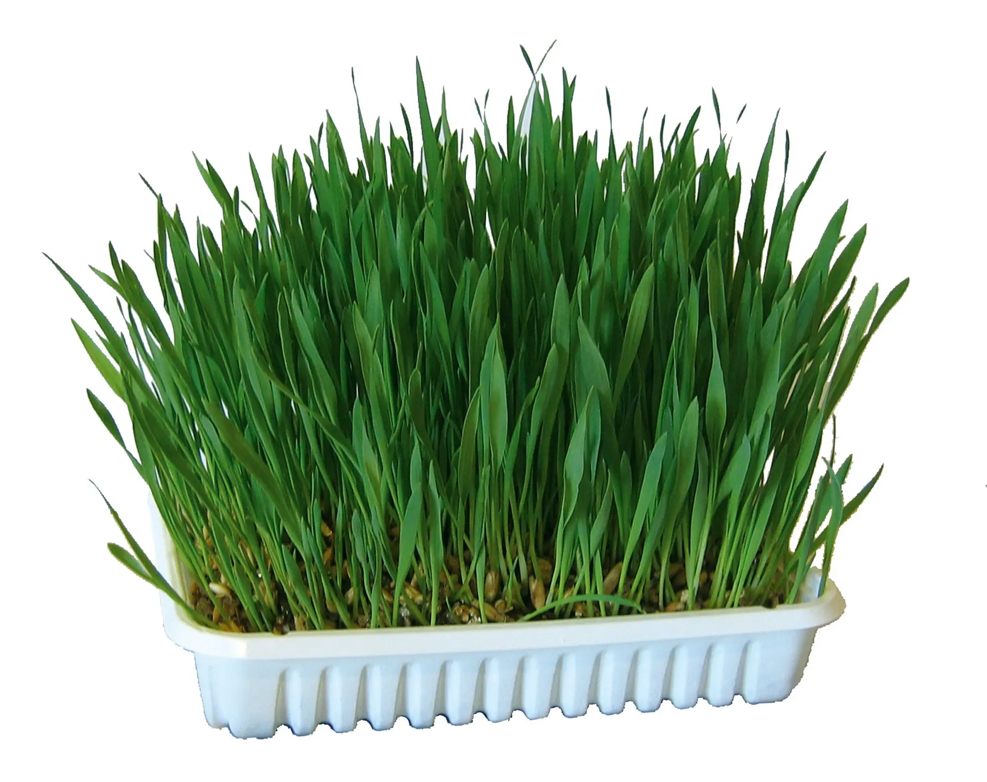 cat grass 100 g