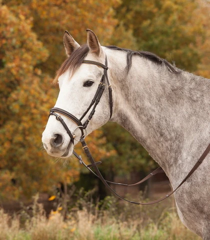 Bridle DIAMOND