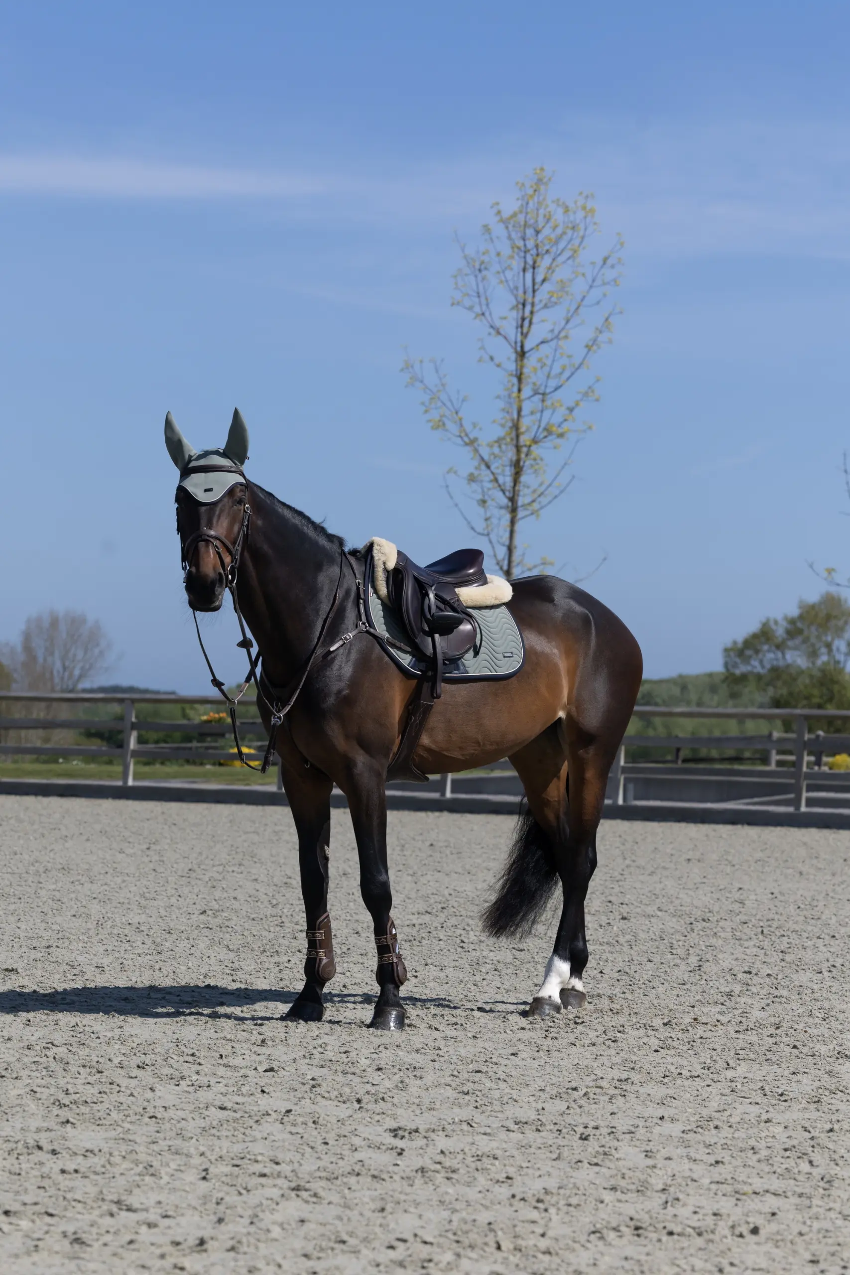 Jumping Saddle Pad KLLucca summer 2026
