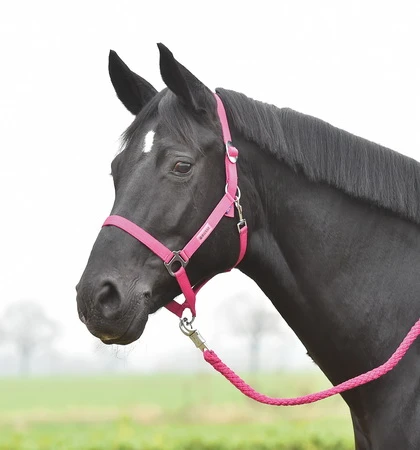 BUSSE Headcollar HANSA