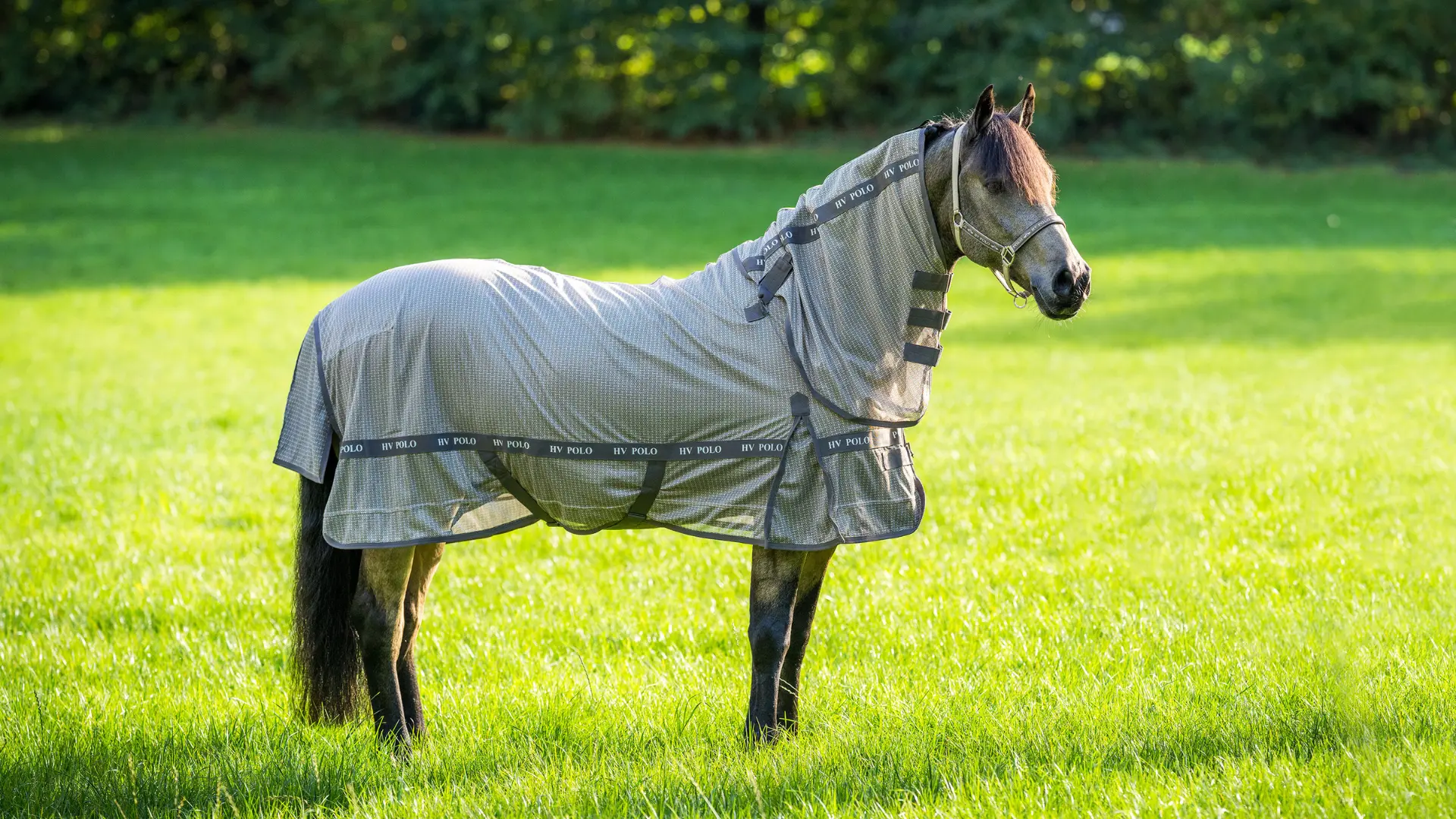 Pferd mit Fliegendecke und Halsteil auf der Weide – Tipps rund um Fellwechsel im Frühling.