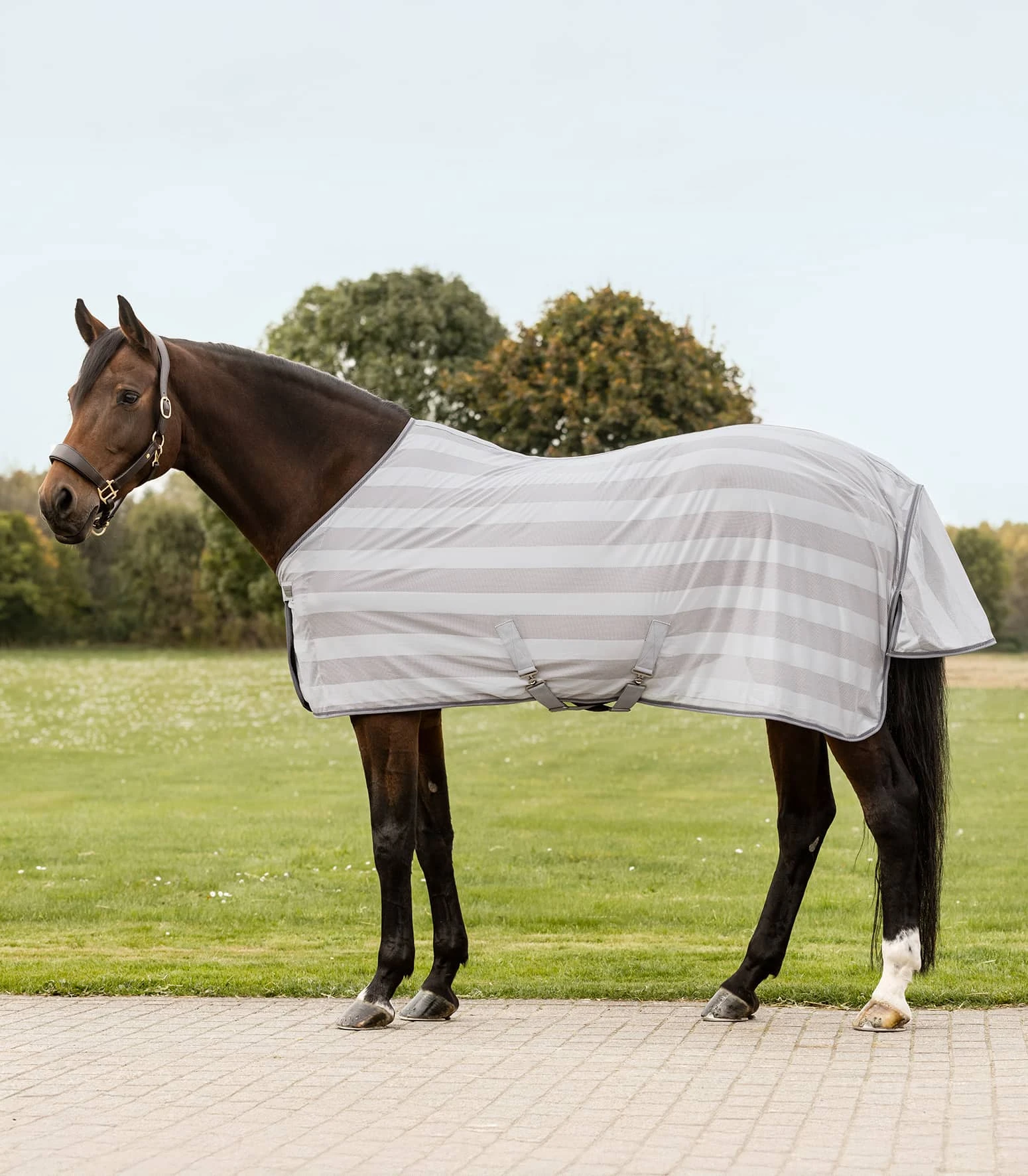 Fly blanket Economic