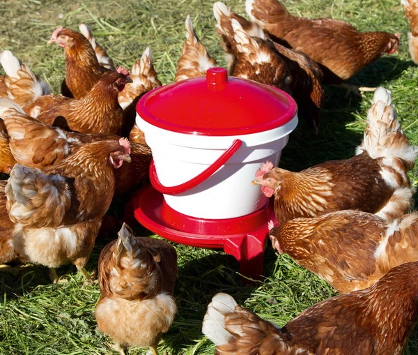 Waterer for poultry 12,0 litre