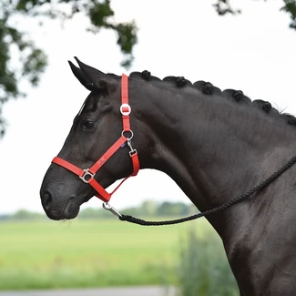 Halfter HANSA