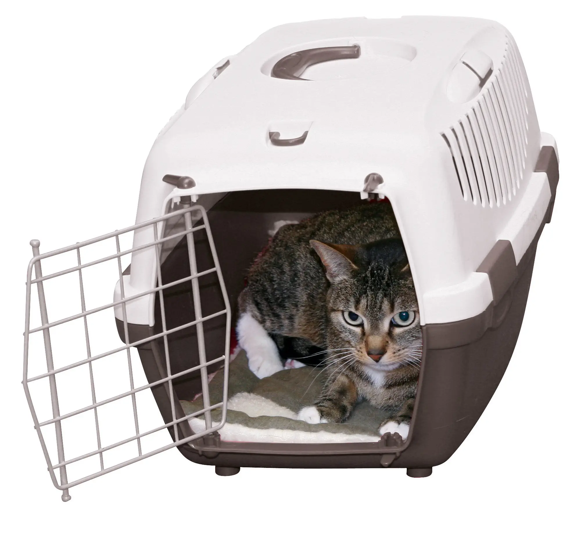 Pet Bed Cleo