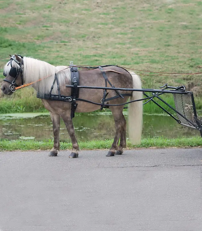 Einspänner Geschirr Economic, Pony und Shetty