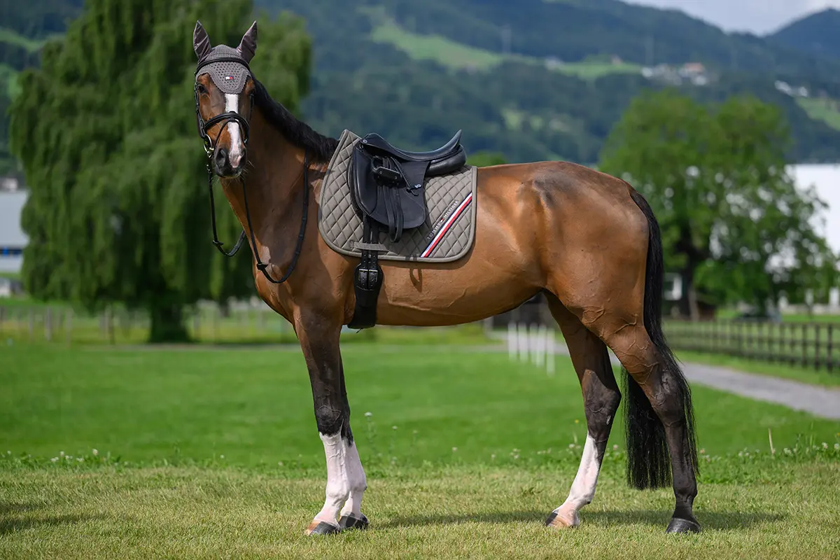Dressurschrabracke STANFORD Sommer 2026
