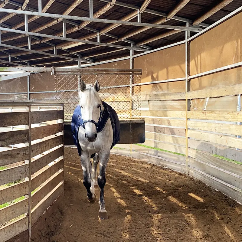 HALIFAX 2 in1 stable and walking machine rug 400 g