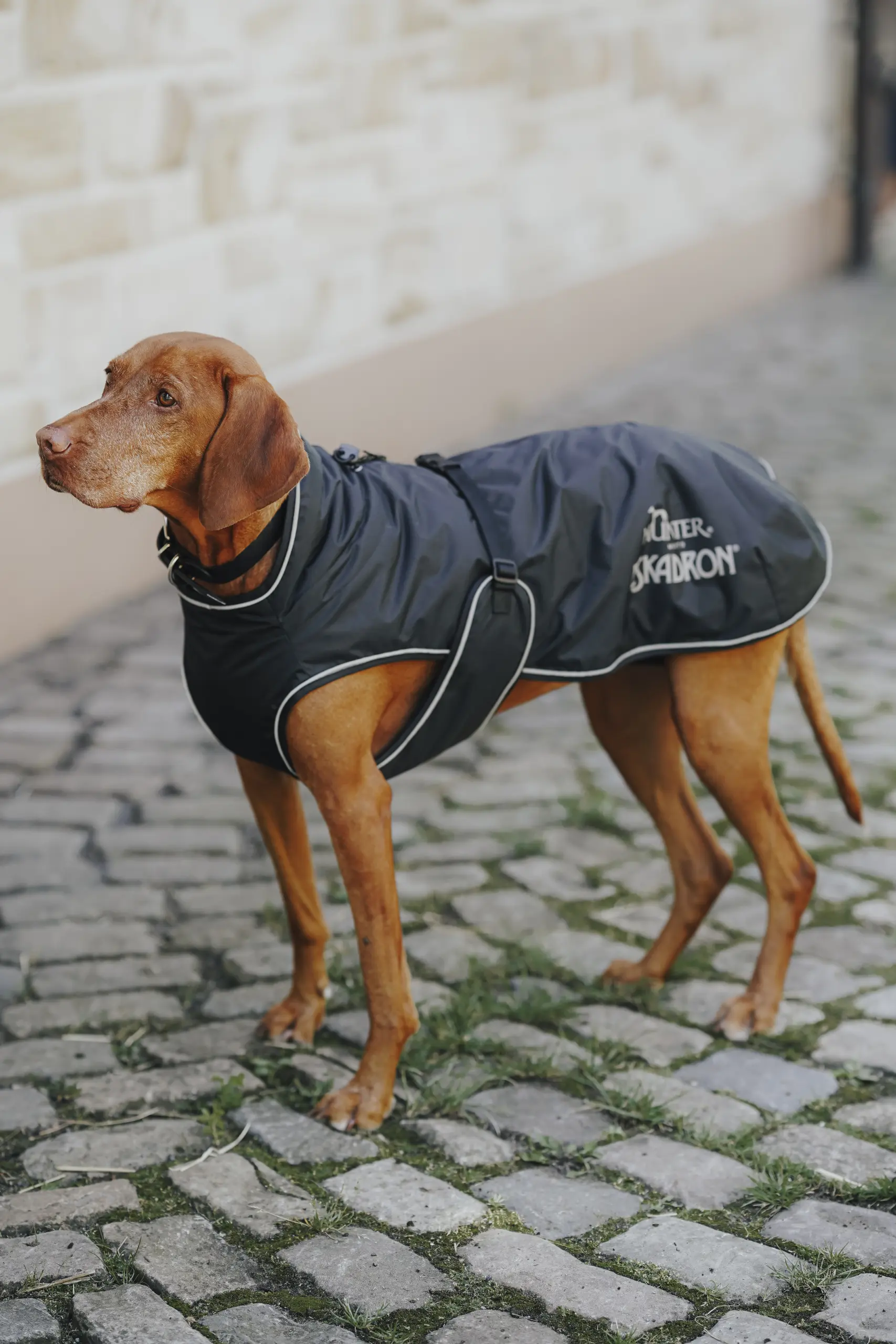 Hunde Wintermantel VARIO