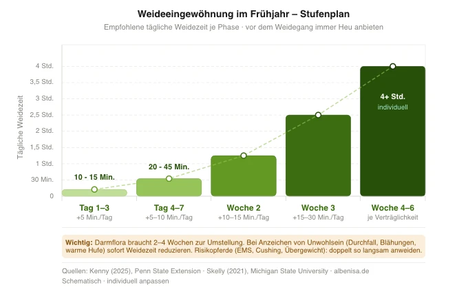 14-Tage Weideeingewöhnung Pferd Frühjahr – schrittweise Steigerung der Weidezeit